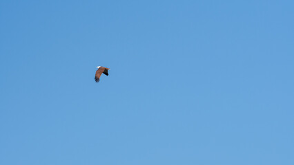 The brahminy kite also known as the red backed sea eagle or in latin haliastur indus is a medium sized bird of prey