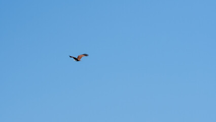 The brahminy kite also known as the red backed sea eagle or in latin haliastur indus is a medium sized bird of prey