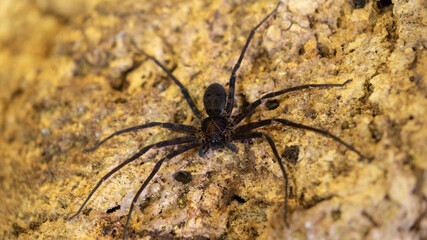 The huntsman spiders live in caves