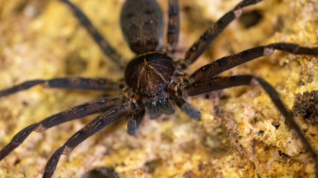 The huntsman spiders live in caves