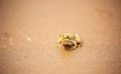 The frog sits on the sand on the shore of the lake. Beautiful wildlife landscape with place for text. The concept of protecting wildlife and ecology.