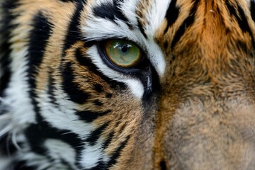 Close up macro portrait of a large Bengal tiger eye looking at the camera. The concept of studying this type of wild animal.
