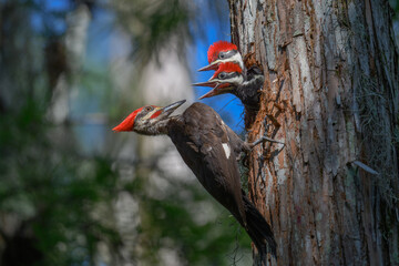 Pileated Woodpecker male and chicks