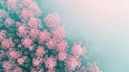 Naklejka premium Aerial view of blossoming pink cherry blossoms and verdant tree canopy in misty atmosphere