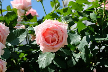 Hamamirai rose in full blooming