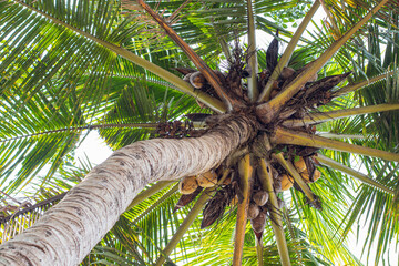 Coconut trees photographed from below, tropical seasonal trees that grow abundantly on the beach, old coconuts still on the tree