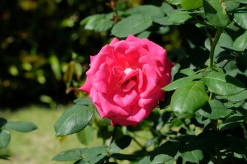 Yuai rose in full blooming	
