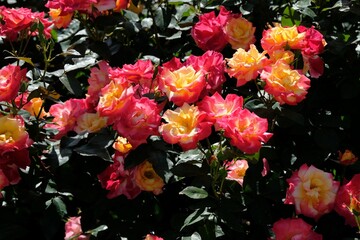 Charleston rose in full blooming	
