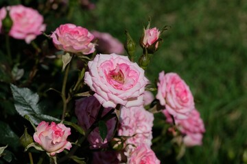 Magic carousel rose in full blooming	