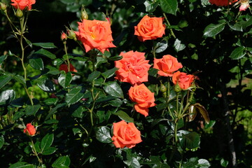 "Marina" rose in full blooming