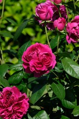 Allegorie rose in full blooming	
