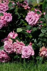 blue perfume in full blooming	
