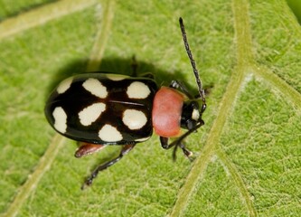 Eight-spotted flea beetle Omophoita cyanipennis insect on leaf nature pest control agriculture.	