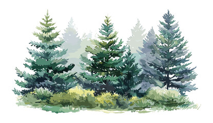 Hand drawn realistic lush pine illustration. Fir tree forest watercolor image. Green forest plant background. Evergreen natural spruce trees and bushes. Christmas tree and bushes on white background.