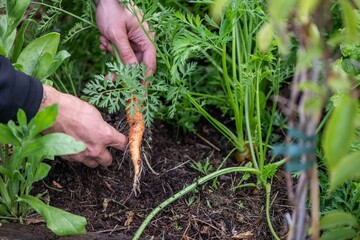 Karotten im Garten ernten, eigene Ernte, Selbstversorgung, eine Hand erntet Möhren,