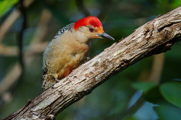 Red-bellied Woodpecker