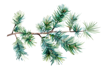 watercolor drawing of a evergreen fir tree branch isolated on white or transparent png