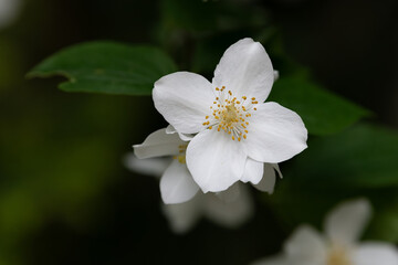 Jasmine flowers (Jasminium Officiale) close up.
