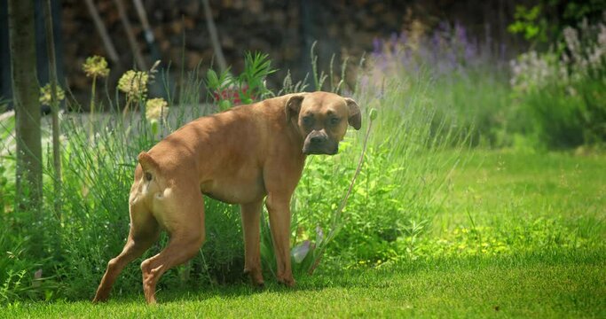 A funny German Boxer urinates on a lawn with an active sprinkler system, creating a humorous pet video.