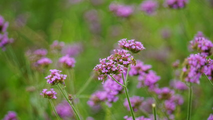Close-up of purple Bonariensis flowers blooming in the garden