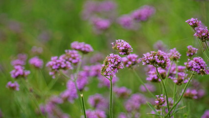 Close-up of purple Bonariensis flowers blooming in the garden