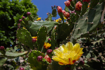Common name: Prickly pear cactus, scientific name: Opuntia maxima