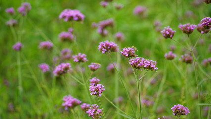 Close-up of purple Bonariensis flowers blooming in the garden