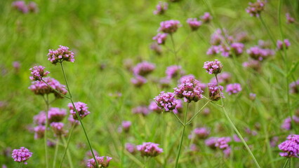Close-up of purple Bonariensis flowers blooming in the garden