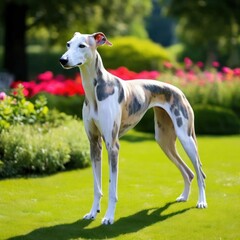 A beautiful Whippet in a flower garden, a portrait of a pet created by artificial intelligence