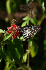Danaus melanippus, white monarch in Siquijor Butterfly Sanctuary, Philippines.  Butterfly Farm - close-up