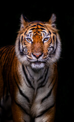 Picture of a tiger against a black background