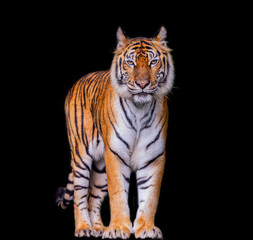 Picture of a tiger against a black background
