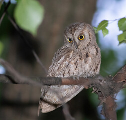 Eurasian scops owl, Otus scops. A bird sits on a branch and looks down