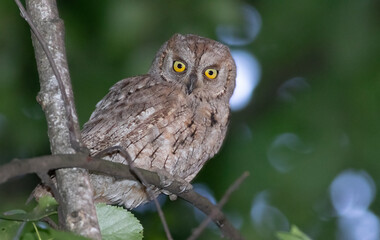 Eurasian scops owl, Otus scops. A bird sits on a branch and looks into the lens