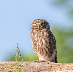 Little owl, Athene noctua. In the early morning, a bird sits on a log near its nest