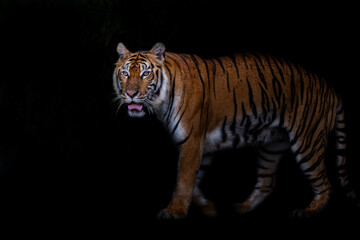 Picture of a tiger against a black background