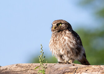 Little owl, Athene noctua. In the early morning, a bird sits on a log near its nest