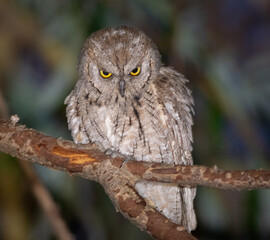 Eurasian scops owl, Otus scops. A bird sits on a branch, frowning