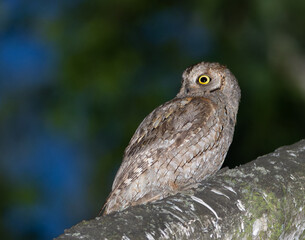 Eurasian scops owl, Otus scops. Summer evening. A bird sits on a branch and looks away
