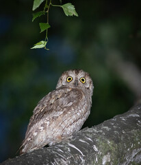 Eurasian scops owl, Otus scops. A bird sits on a thick branch and looks into the distance