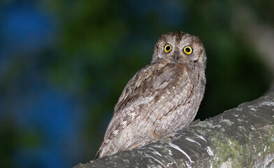 Eurasian scops owl, Otus scops. A bird sits on a thick branch and looks into the distance