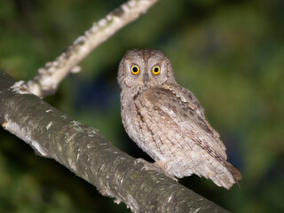 Eurasian scops owl, Otus scops. A bird sits on a branch, looking into the camera lens