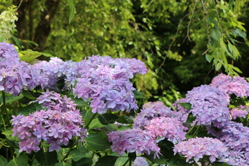 Obraz premium 紫陽花