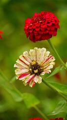 Close-up of blooming Zinnia elegans flower