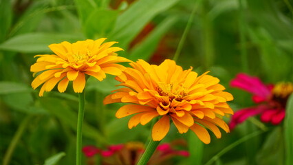 Close-up of blooming Zinnia elegans flower