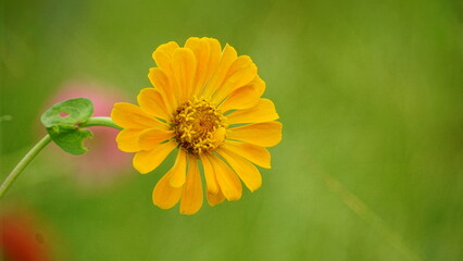 Close-up of blooming Zinnia elegans flower