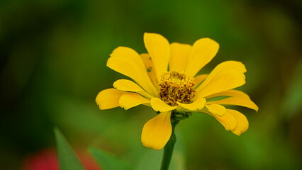 Close-up of blooming Zinnia elegans flower