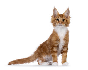 Curious red with white Maine Coon cat kitten, standing side ways facing camera. Looking straight to camera. Isolated on a white background.