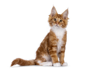 Curious red with white Maine Coon cat kitten, sitting up side ways. Looking straight to camera. Isolated on a white background.
