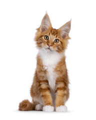 Curious red with white Maine Coon cat kitten, sitting up facing front. Looking straight to camera with cute head tilt. Isolated on a white background.